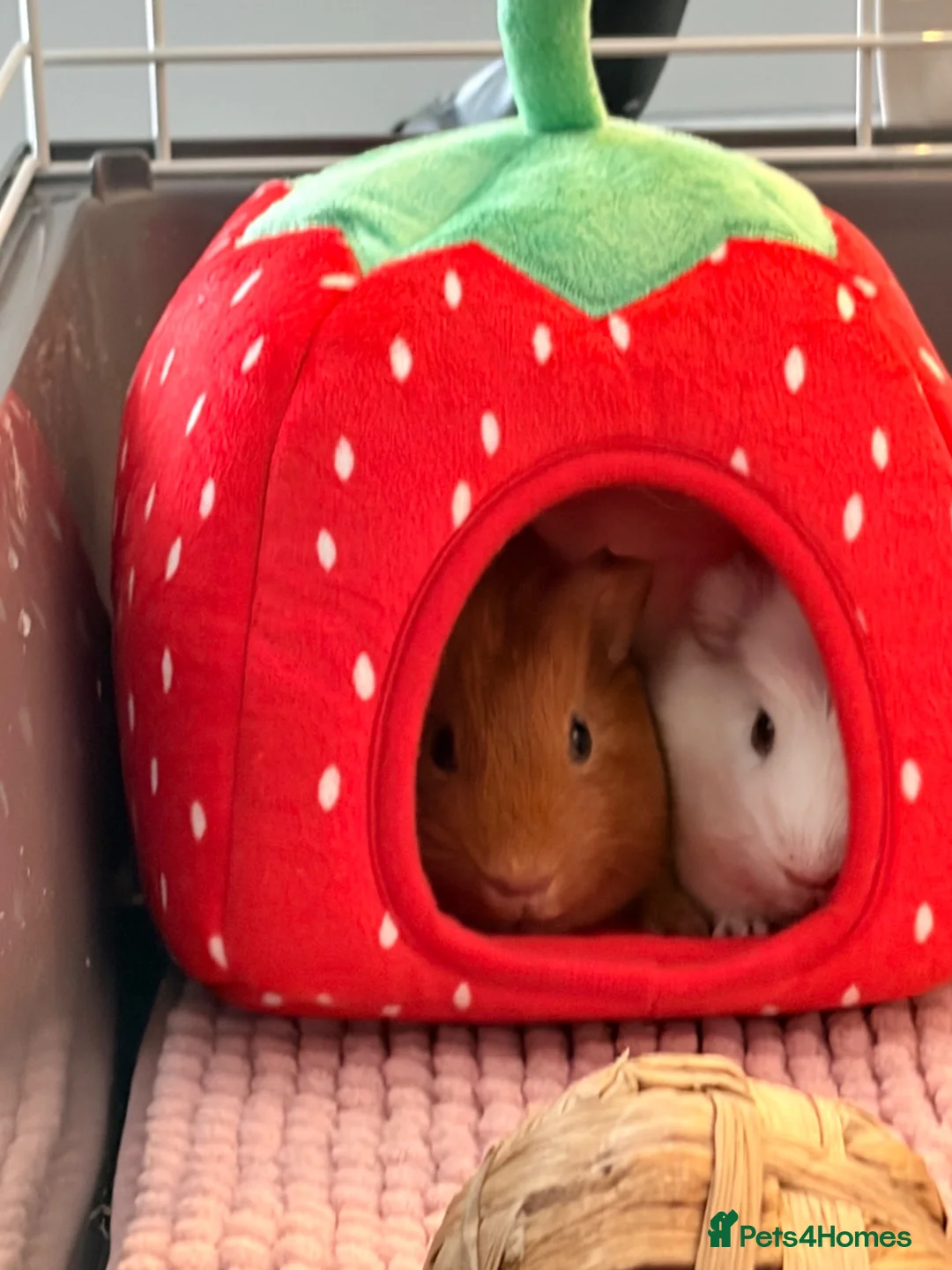 Guinea Pig rodents for sale: 2 Female guinea pigs (4 Months Old)  in Braunton - Advert 2