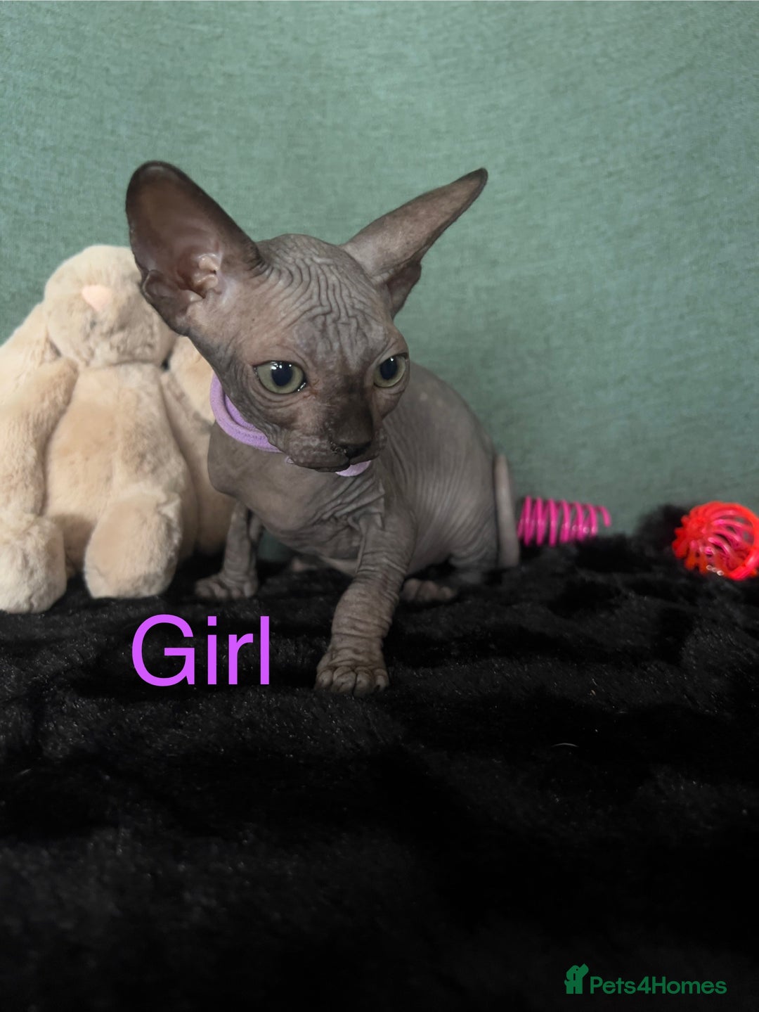 Sphynx cats for sale: Sphynx kittens ready now✨ - Image 9