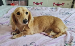 Miniature Dachshund dogs for stud: Beautiful KC Mini Long.H Full Eng. Cream Stud 🤍🐾 - Image 16