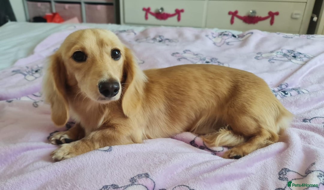 Miniature Dachshund dogs for stud: Beautiful KC Mini Long.H Full Eng. Cream Stud 🤍🐾 - Image 16