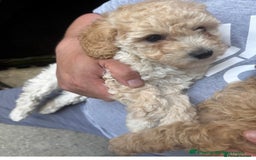 Mixed Breed dogs for sale: Female miniature poodle - Image 3