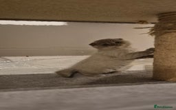 Scottish Fold cats for sale: Last 2 Scottish straight kittens  - Image 15