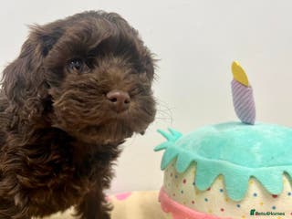 Cockapoo dogs Lovely American Cockapoo Pups Chocolates & Merles - Advert 12