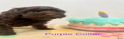 Cockapoo dogs for sale: Lovely American Cockapoo Pups Chocolates & Merles  - Advert 1
