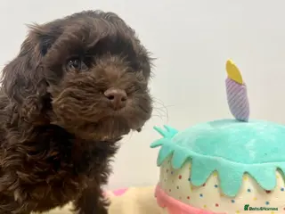 Cockapoo dogs Lovely American Cockapoo Pups Chocolates & Merles - Advert 15