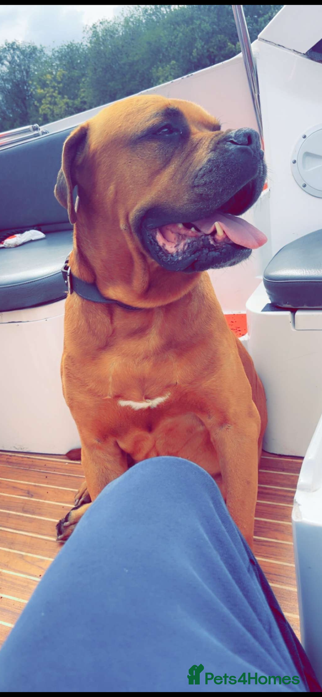 Mixed Breed dogs for sale: Adorable big chunky puppies - Advert 6