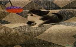 Bombay cats for sale: 2 lovely kitten left 😍 💙  - Image 11