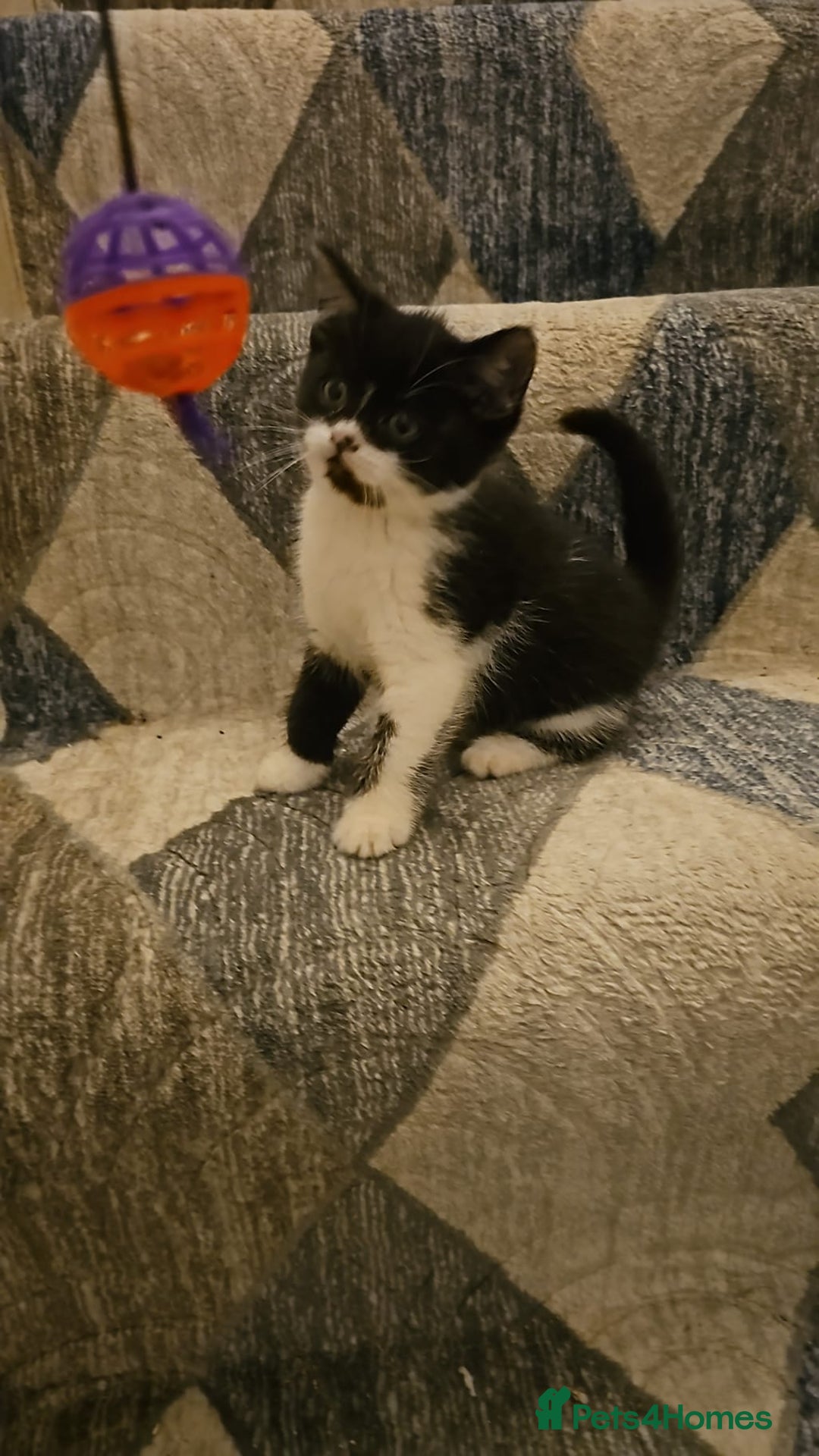 Bombay cats for sale: 2 lovely kitten left 😍 💙  - Image 11