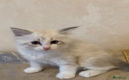 Siberian cats for sale: GCCF Registered Siberian Kitten For Sale  - Image 8