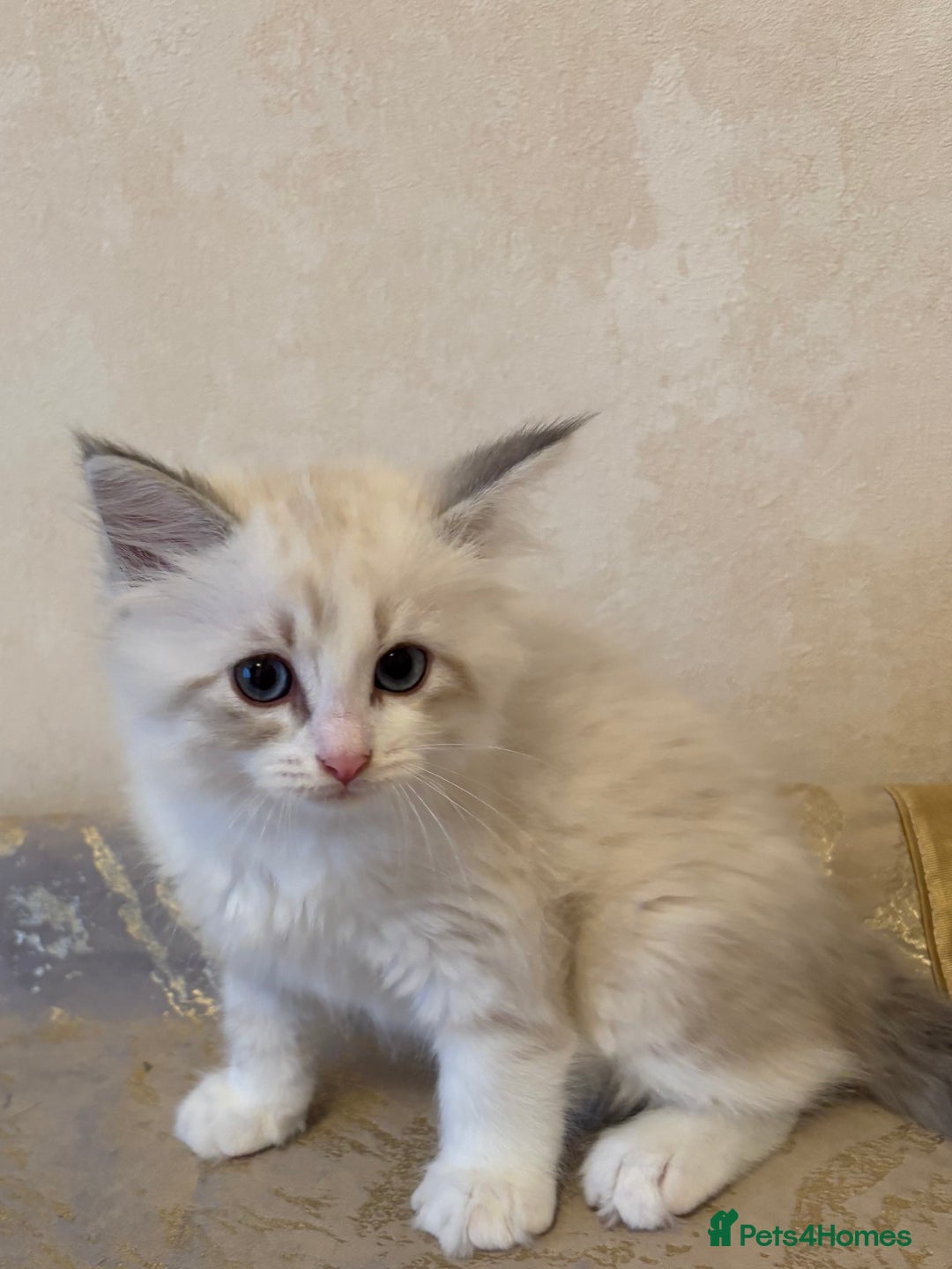 Siberian cats for sale: GCCF Registered Siberian Kitten For Sale  - Image 8