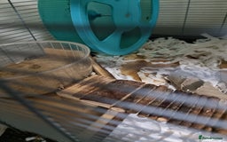 Hamster rodents for sale: Syrian Hamster and Savic Plaza 120cm Cage - Advert 4