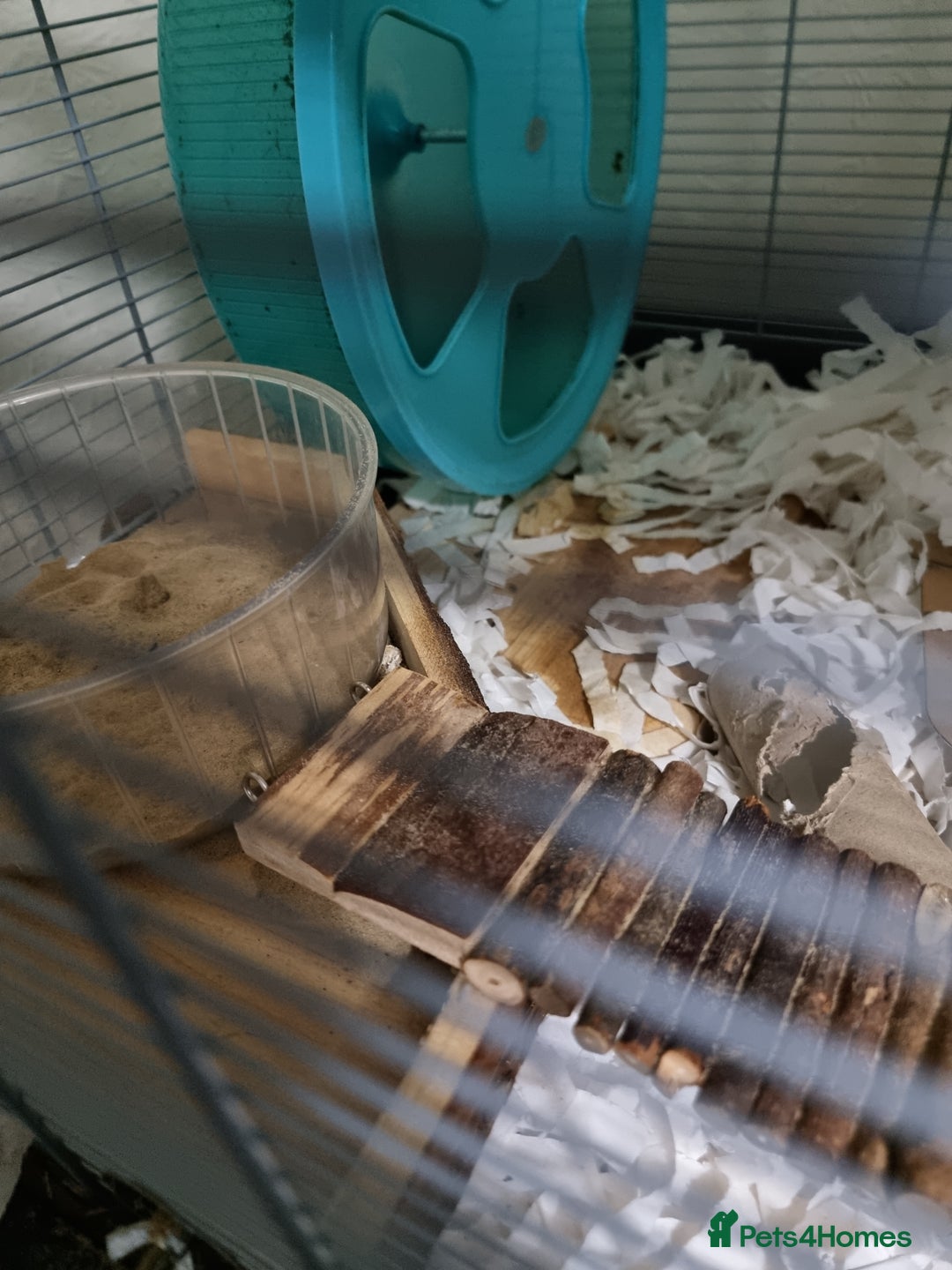 Hamster rodents for sale: Syrian Hamster and Savic Plaza 120cm Cage - Advert 4