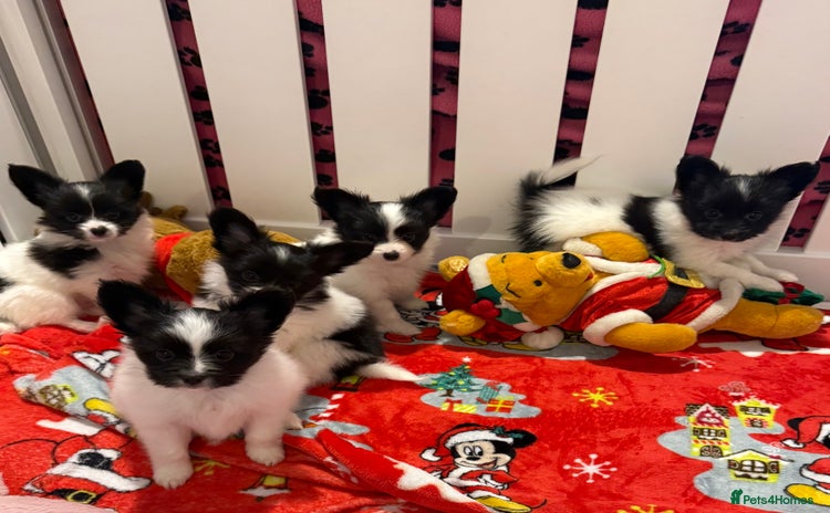 Papillon dogs Beautiful, KC reg, hereditary clear papillon pups - Advert 1