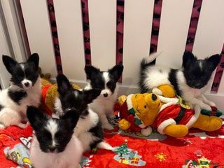 Papillon dogs Beautiful, KC reg, hereditary clear papillon pups - Advert 13
