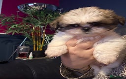 Mixed Breed dogs for sale: Shiranian boy puppies ready now  - Image 9