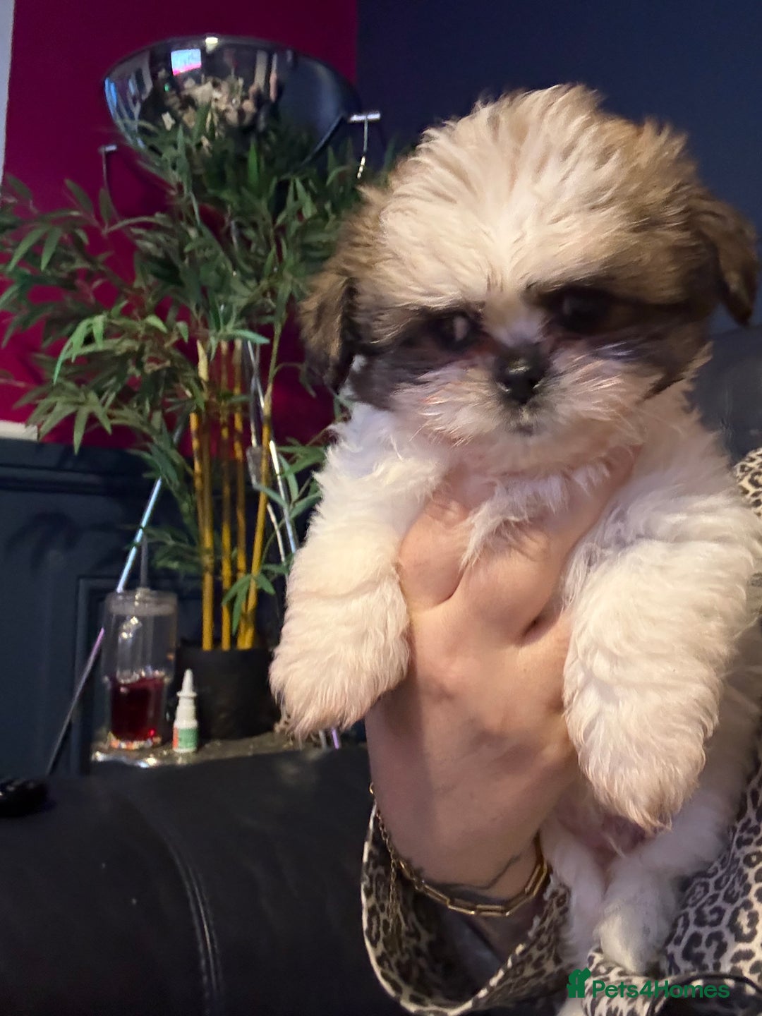 Mixed Breed dogs for sale: Shiranian boy puppies ready now  - Image 9