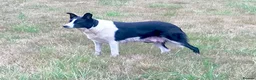 Border Collie dogs for sale: OUTSTANDING BORDER COLLIE MALE PUP CHAMPION LINES - Advert 9