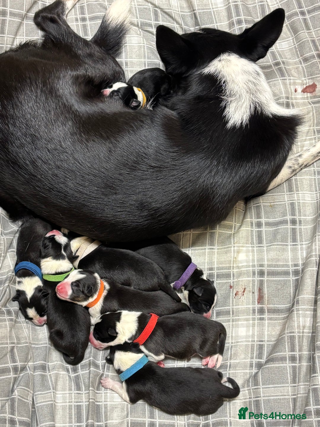 Border Collie dogs for sale: Border collie puppies - Advert 20