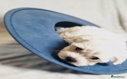 Maltese dogs for sale: ✨ Exquisite Maltese Puppies Available✨ - Advert 12