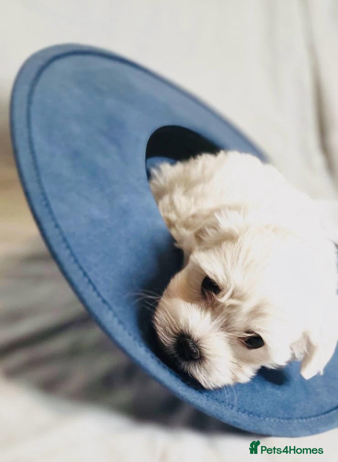 Maltese dogs for sale: ✨ Exquisite Maltese Puppies Available✨ - Advert 12