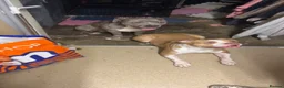 Alapaha Blue Blood Bulldog dogs for sale: Miss ocean  - Advert 3