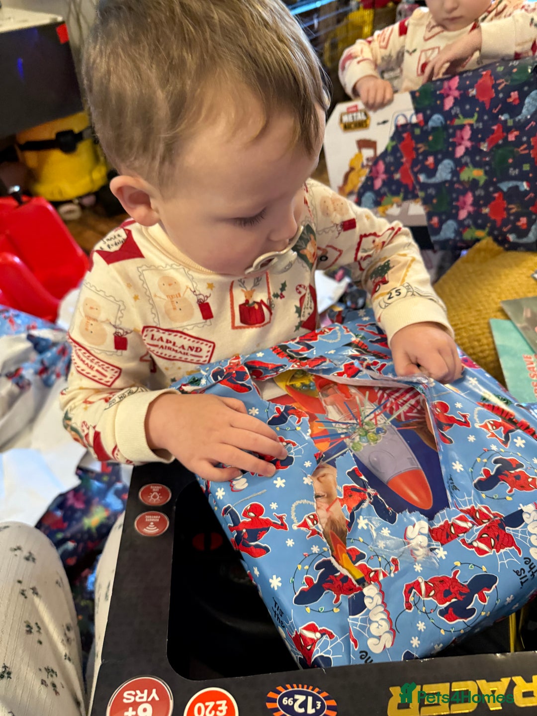 French Bulldog dogs for sale: Puppy frenchies for sale!! - Advert 6