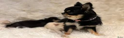 Chihuahua dogs for sale: 🐾 TINY KC registered Chihuahua puppies 🐾 - Advert 10