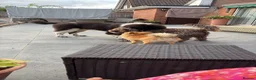 Newfoundland dogs for sale: Newfoundland in Shipston-on-Stour - Advert 4