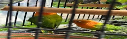 Lovebirds birds for sale: Lovebirds  - Advert 13