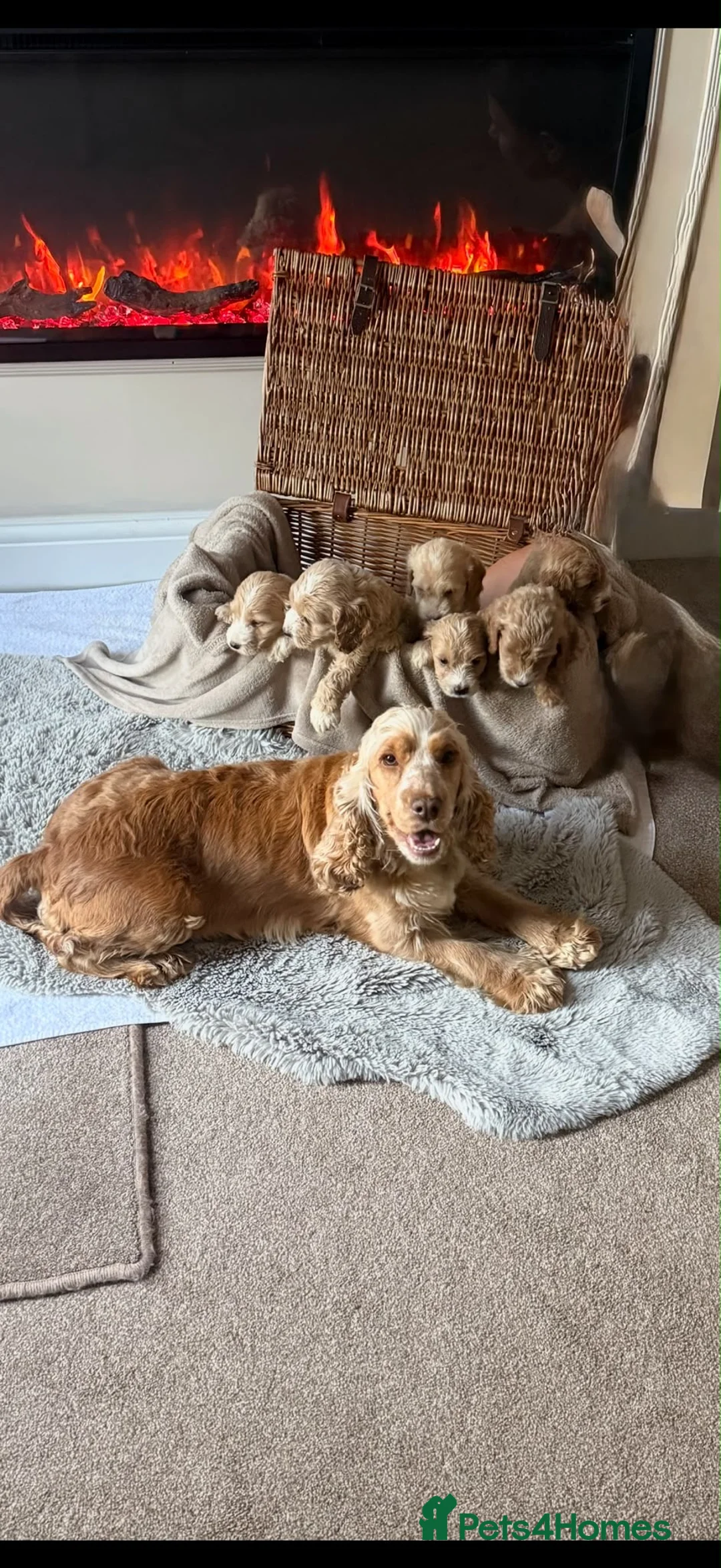 Cockapoo dogs for sale: KC Parent Show Type Miniature Cockerpoo Puppies  - Advert 1