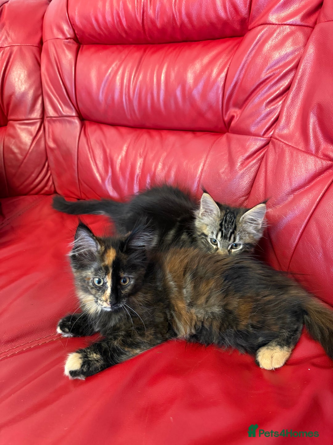 Maine Coon cats for sale: 3 LEFT NOW Purebred Maine Coon Kittens Blackburn - Image 7