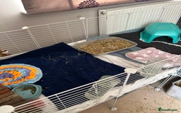 Guinea Pig rodents for sale: Indoor cage with two male Guinea Pigs - Image 5