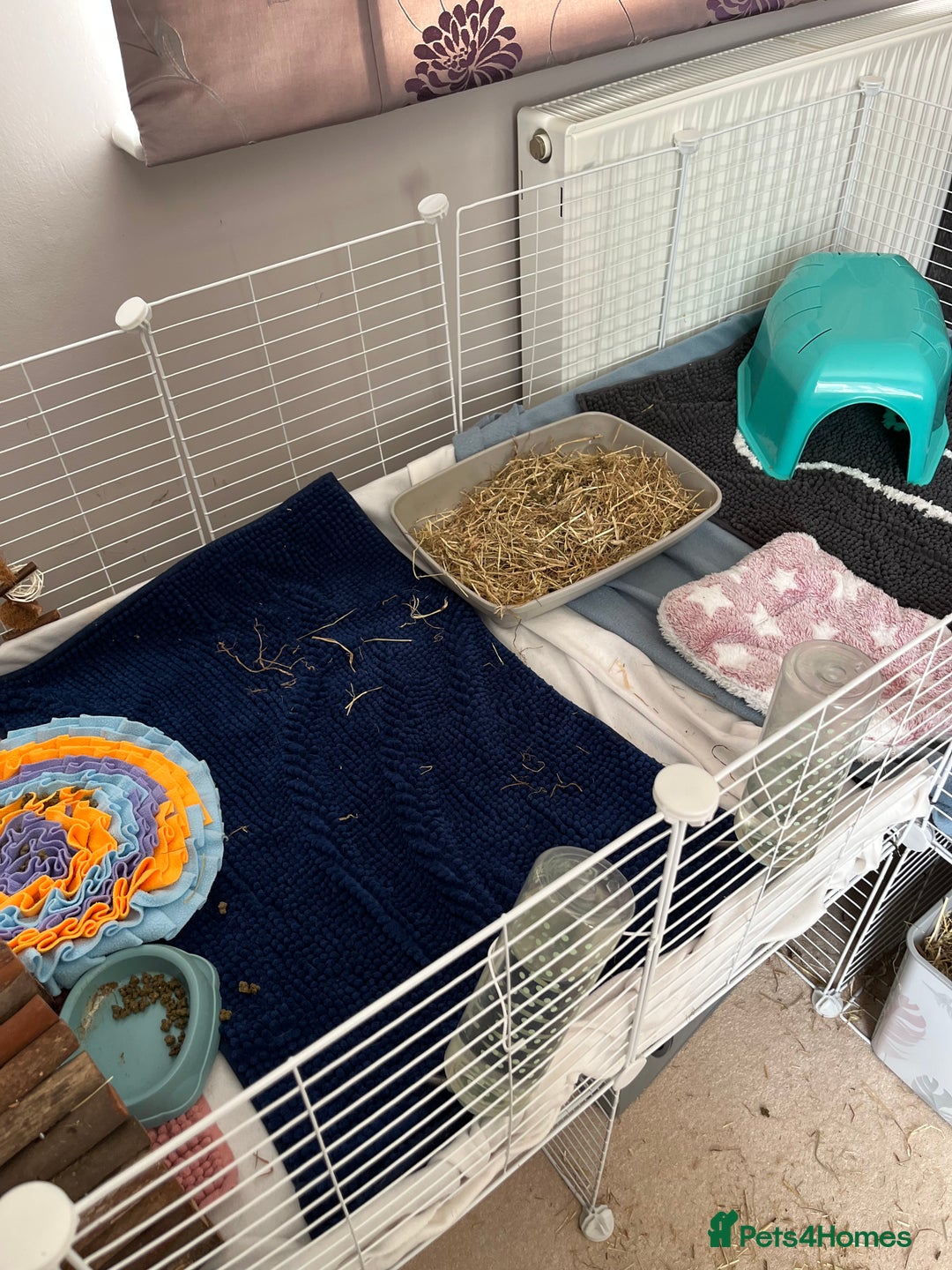 Guinea Pig rodents for sale: Indoor cage with two male Guinea Pigs - Image 5
