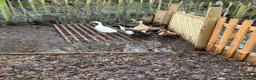 Ducks poultry for sale: 5 female ducks  in Petersfield - Advert 26