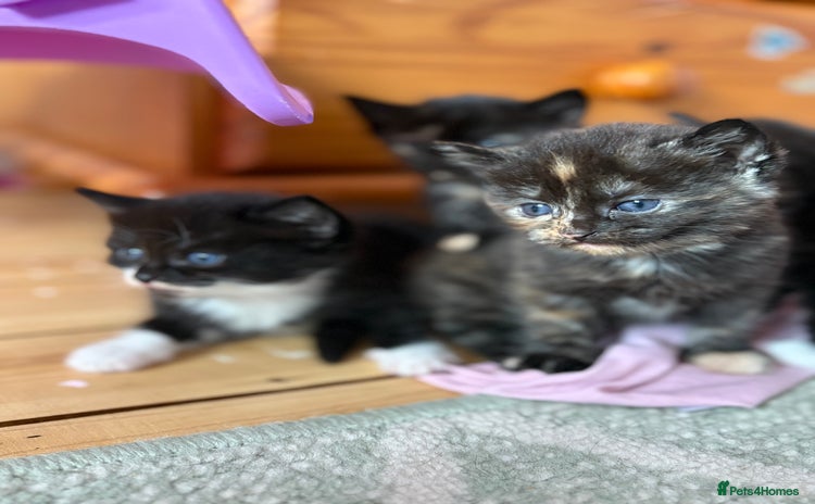 Mixed Breed cats - Advert 4