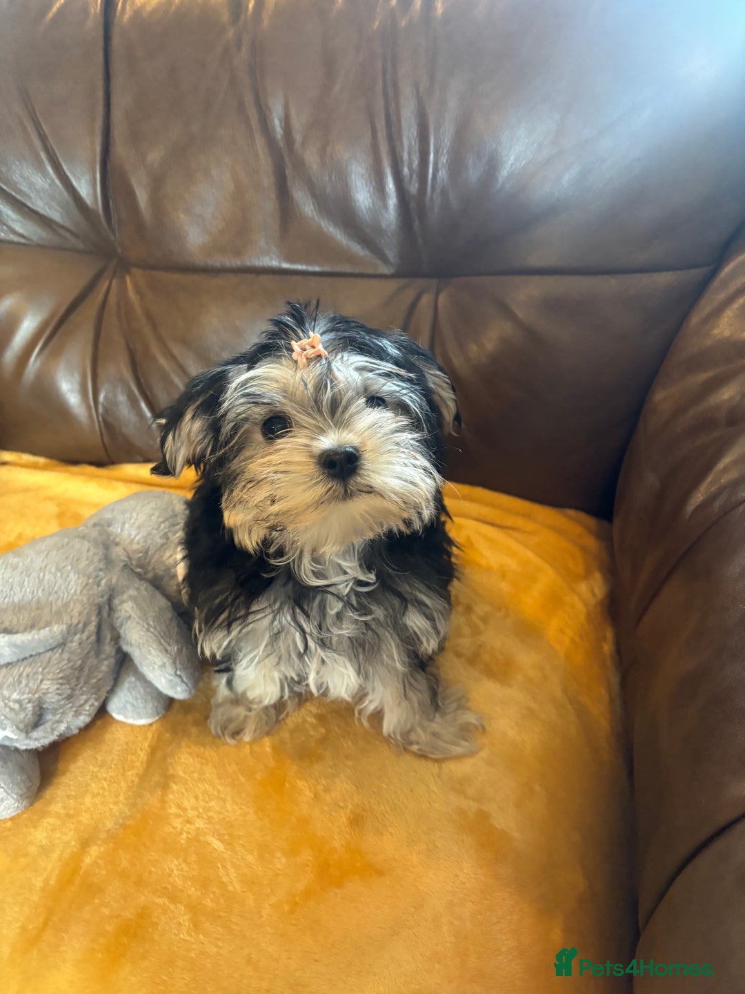Morkie dogs for sale: Teacup Teddybear babies  - Image 6