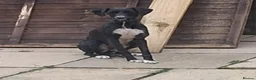 Saluki dogs for sale: Saluki cross greyhound puppies for sale  - Advert 1