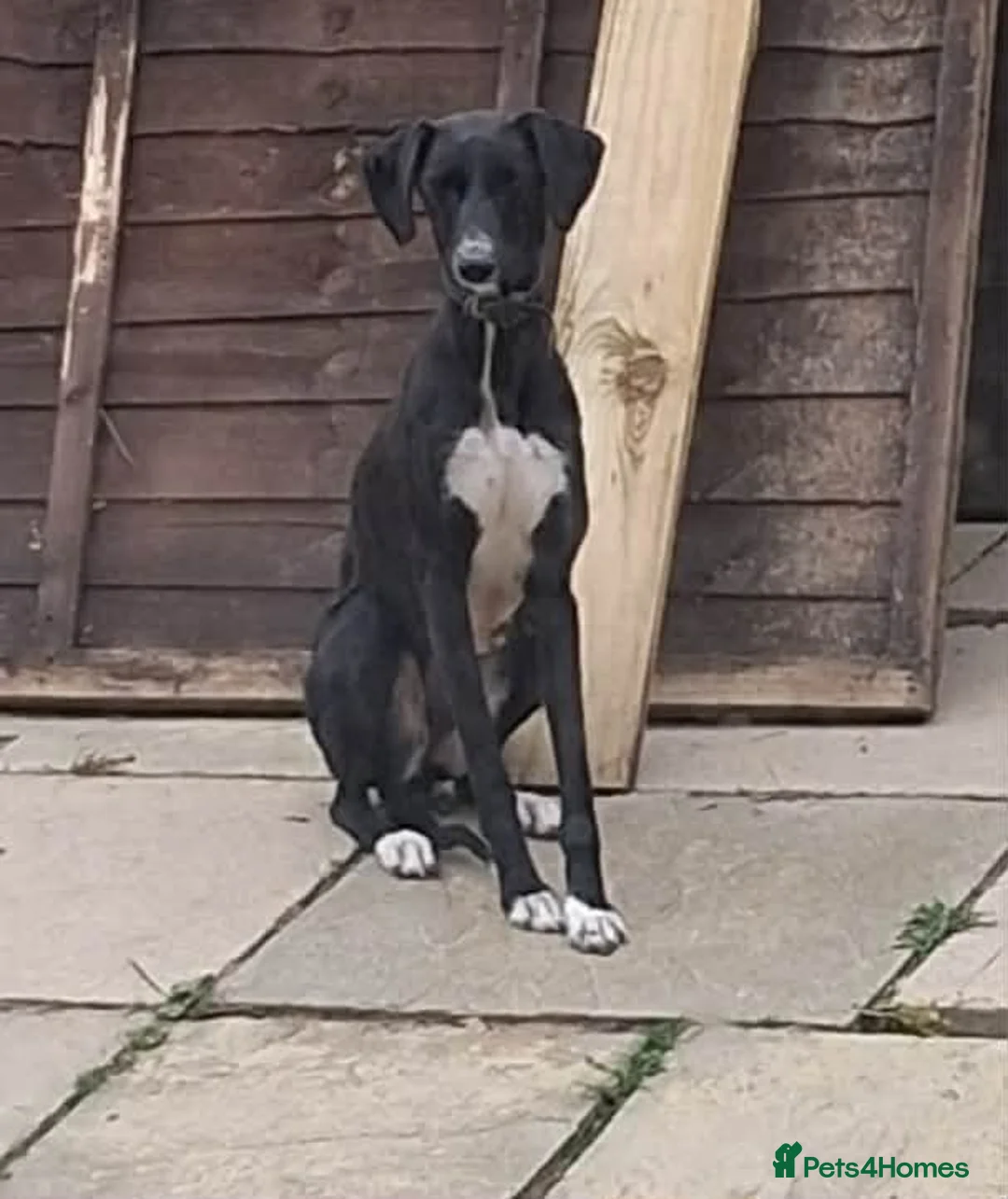 Saluki dogs for sale: Saluki cross greyhound puppies for sale  - Advert 1