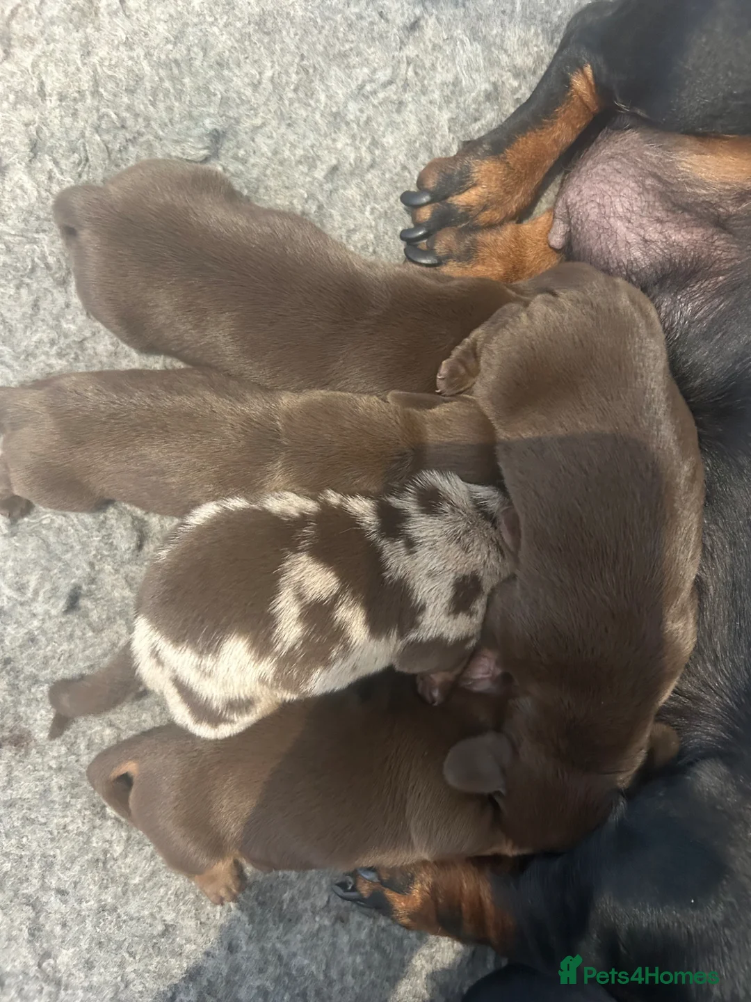 Miniature Dachshund dogs for sale: KC, DNA clear, beautiful mini dachshund puppies - Advert 2