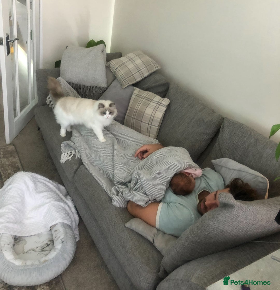 Ragdoll cats for sale: Female kitten become available! Pure Ragdoll in Derby - Image 13