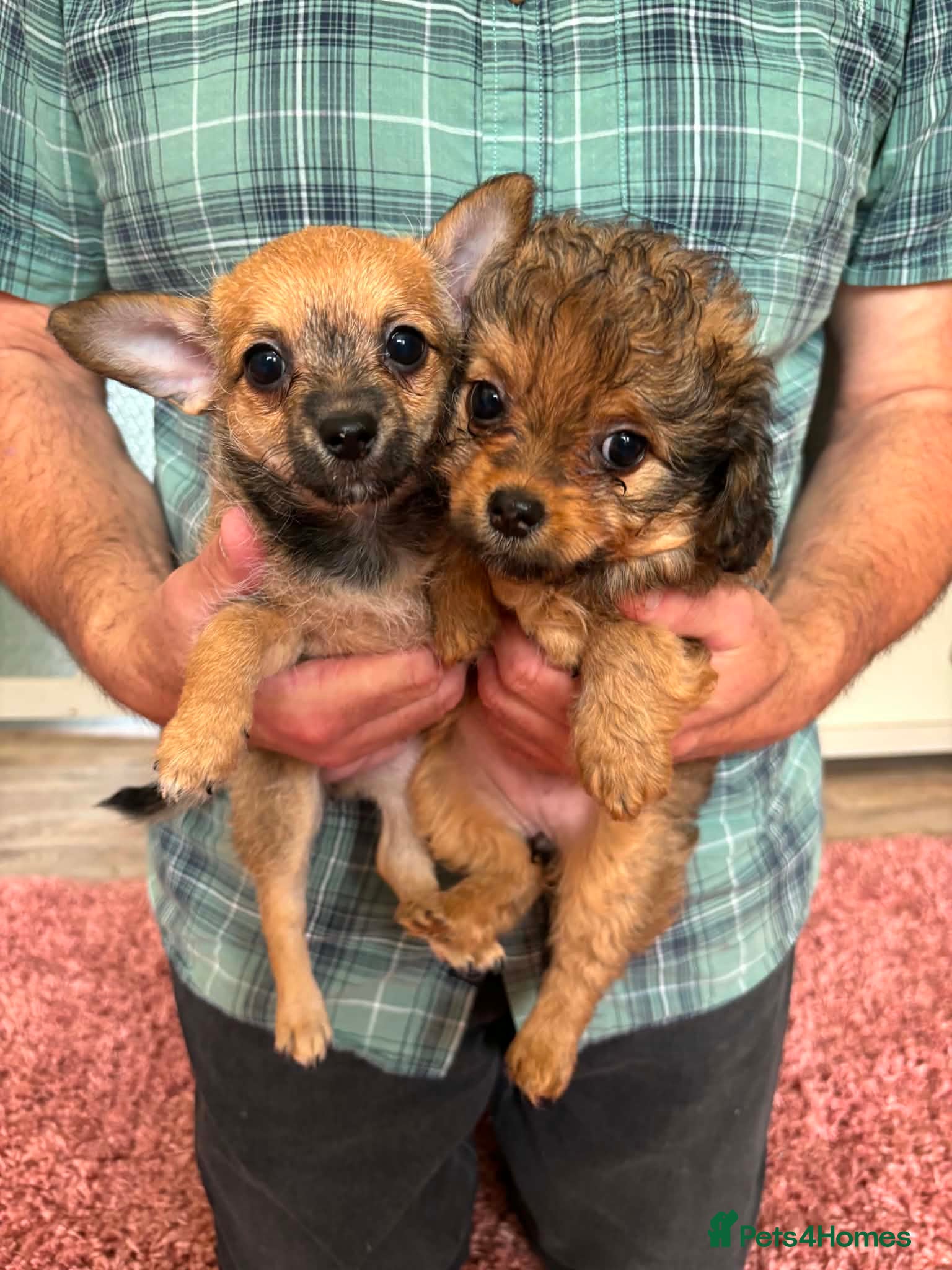 Chipoo dogs Beautiful Chipoo Girls. Looking for 100% Homes. - Advert 1