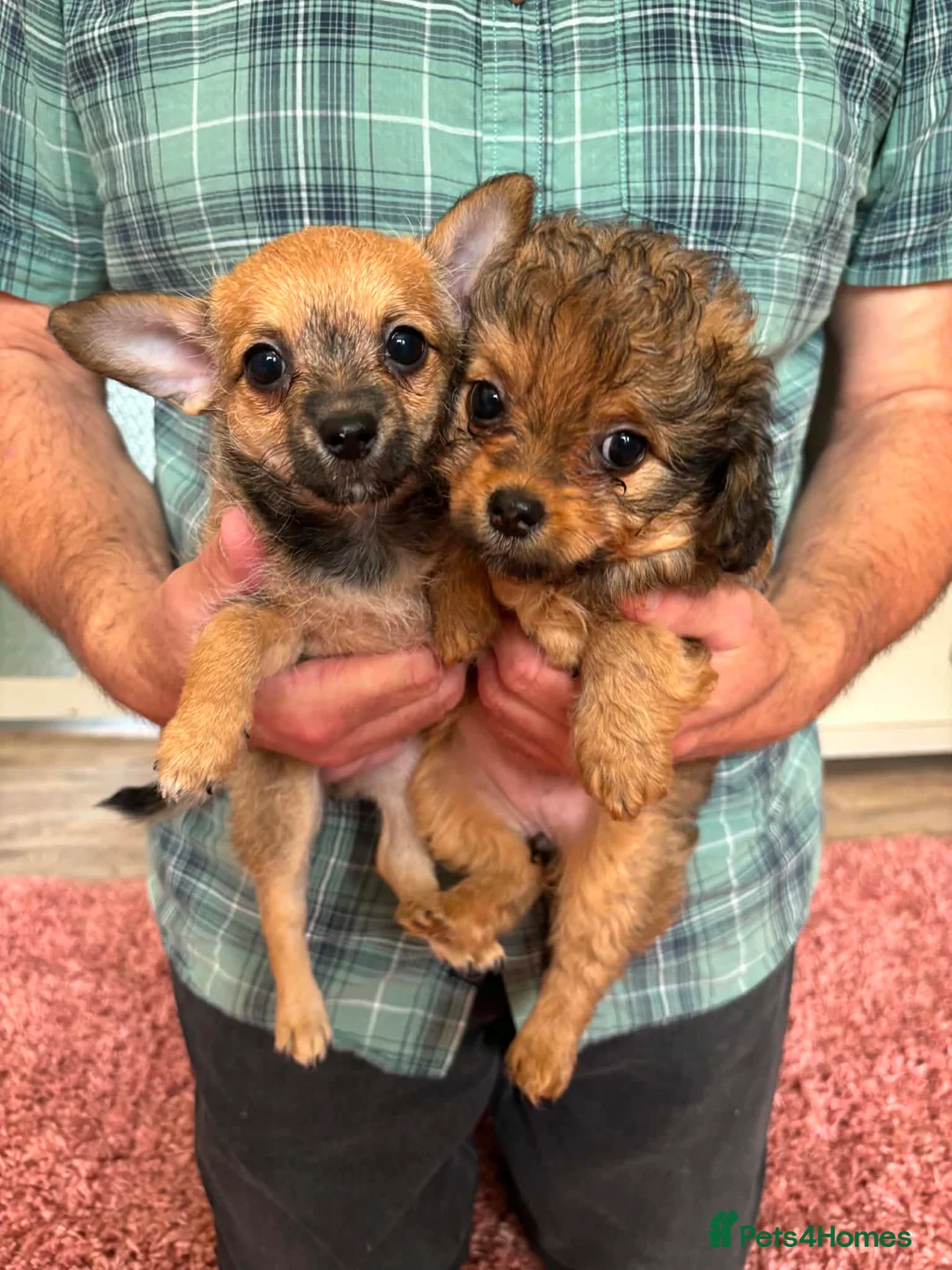 Chipoo dogs for sale: Beautiful Chipoo Girls. Looking for 100% Homes. - Advert 1