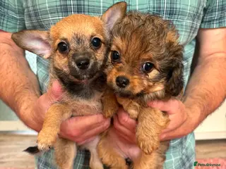 Chipoo dogs Adorable F1 Chipoo Girls Ready Now. - Advert 1