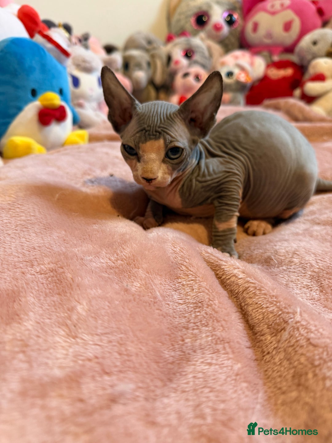 Sphynx cats for sale: Adorable Tica Registered Sphynx Kittens - Blue  - Advert 14