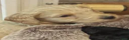 Goldendoodle dogs for sale: F1BB Goldendoodles - Advert 14