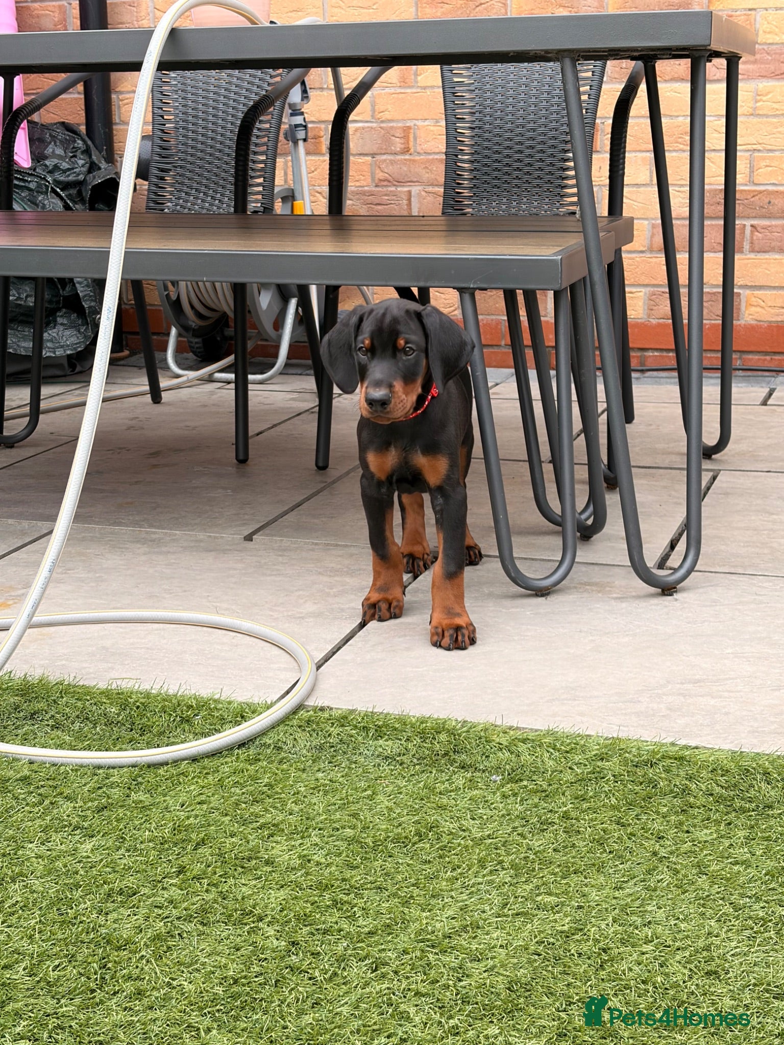 Dobermann dogs 🏡 Ready to Collect | KC Registered Dobermans - Advert 1