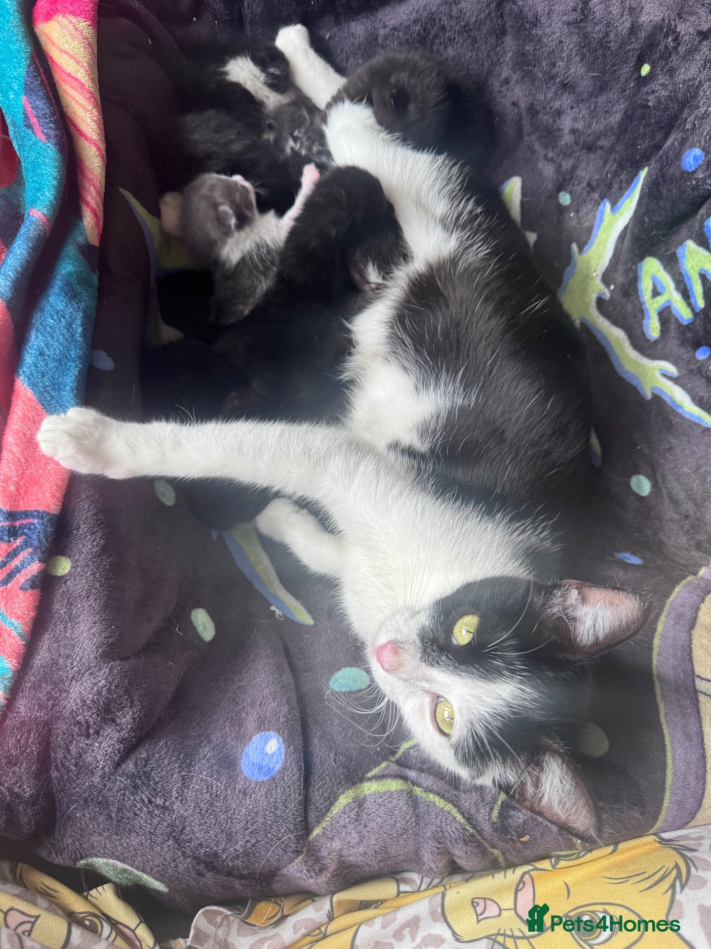 Domestic Shorthair cats Playful kittens - Advert 8