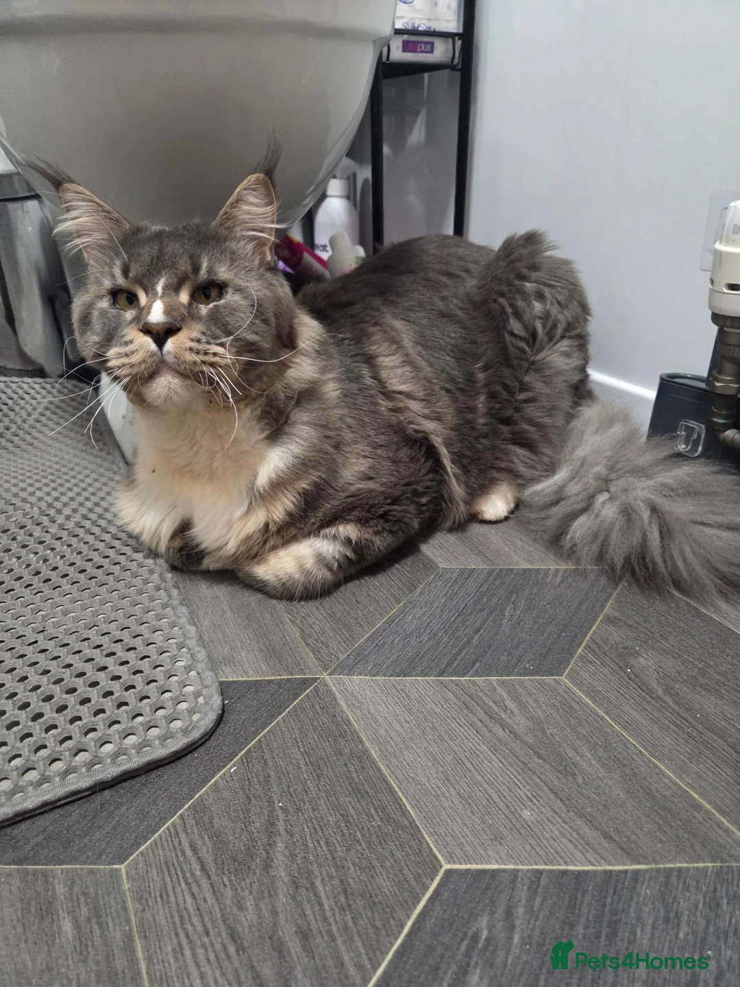 Maine Coon cats for sale: 3 year old GCCF registered maine coon - Advert 9