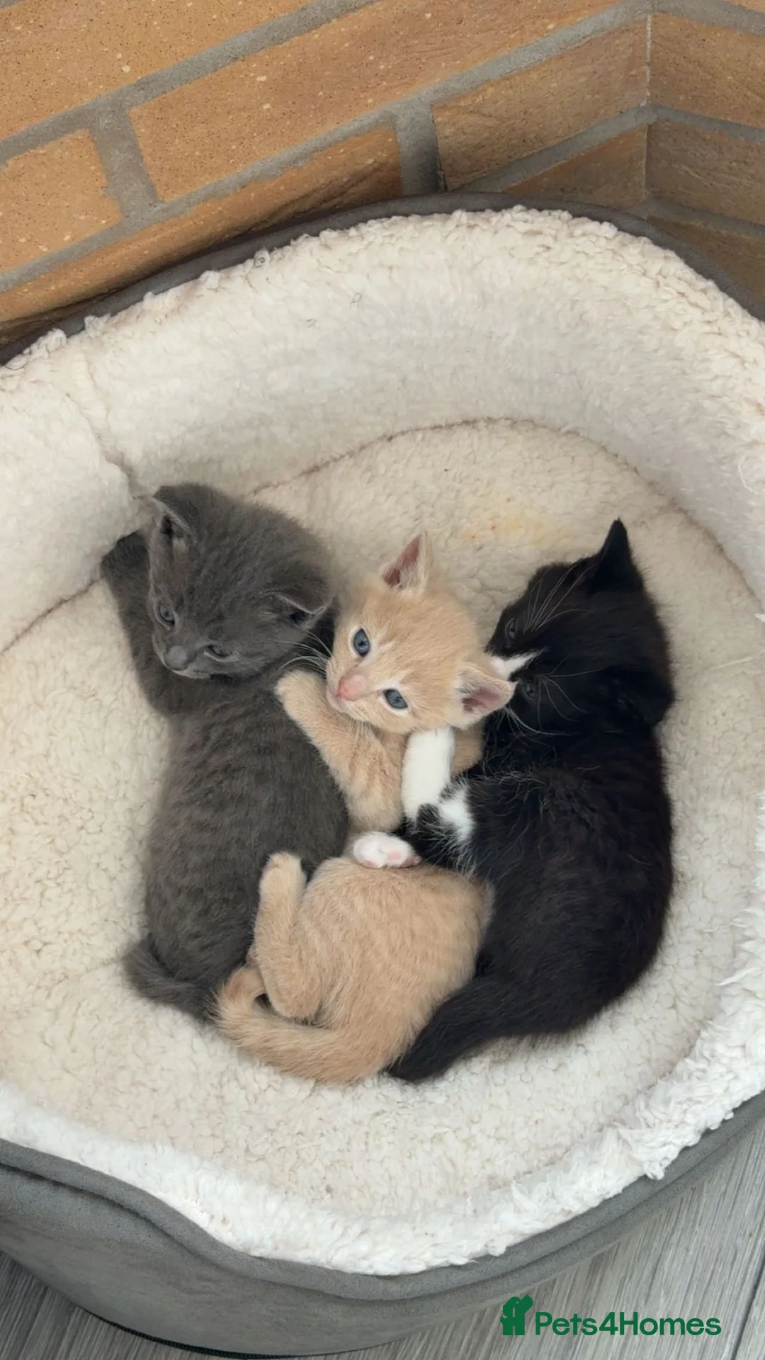 Mixed Breed cats for sale: Cat and pet - Advert 2