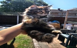 Maine Coon cats for sale: Maine coon × Siberian - Image 3